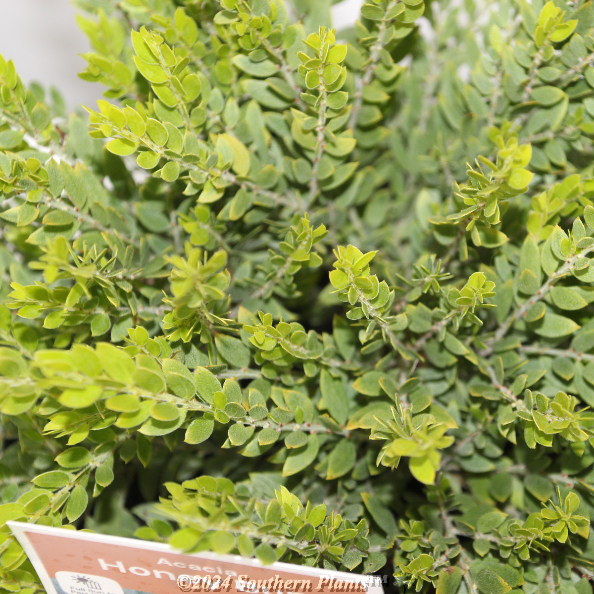 Dwarf Sticky Wattle