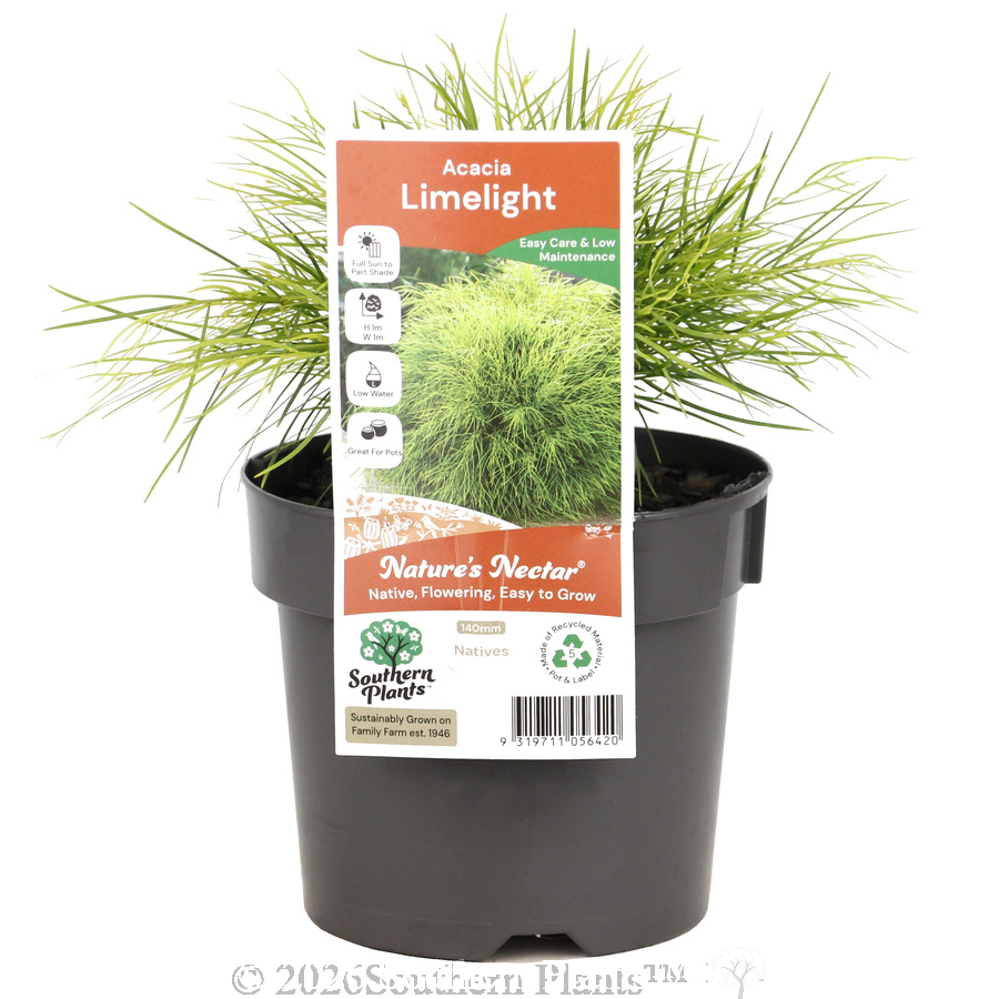 Limelight Bower Wattle - Plant photo