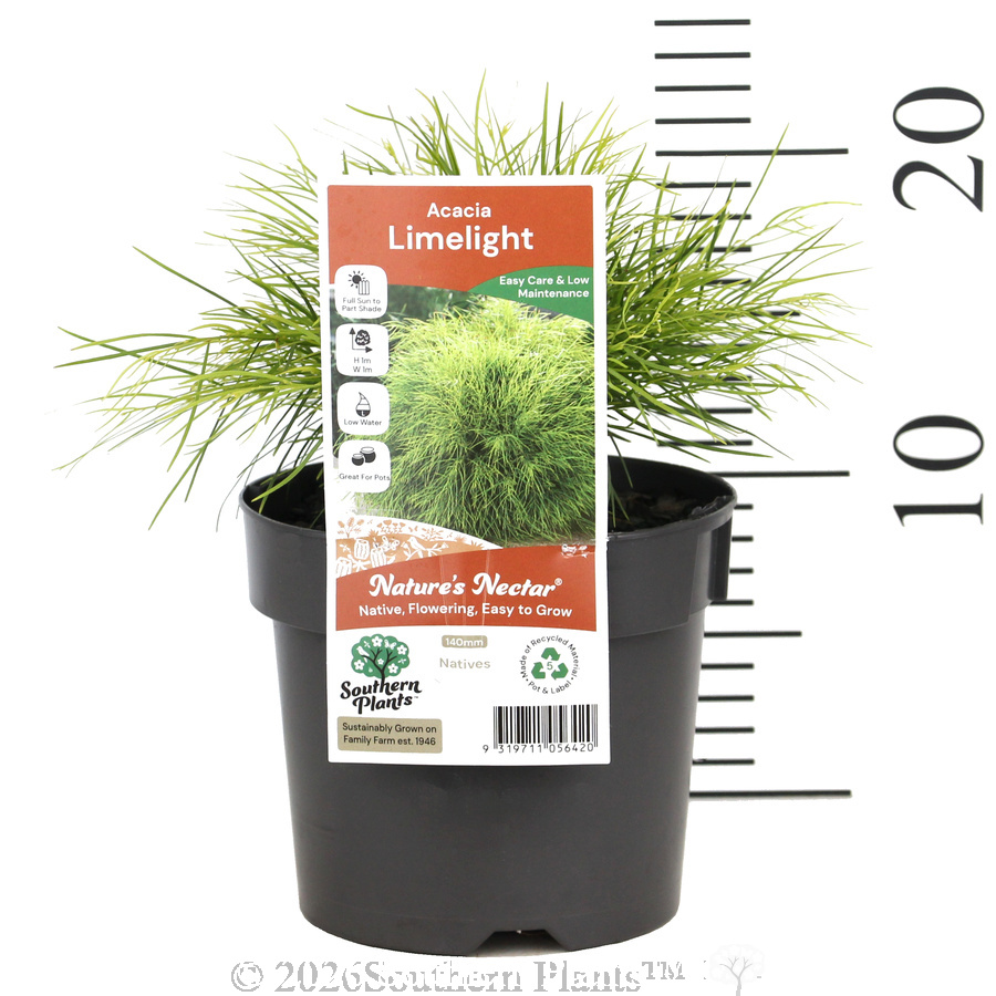 Limelight Bower Wattle - Product photo