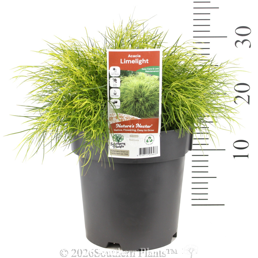 Limelight Bower Wattle - Product photo