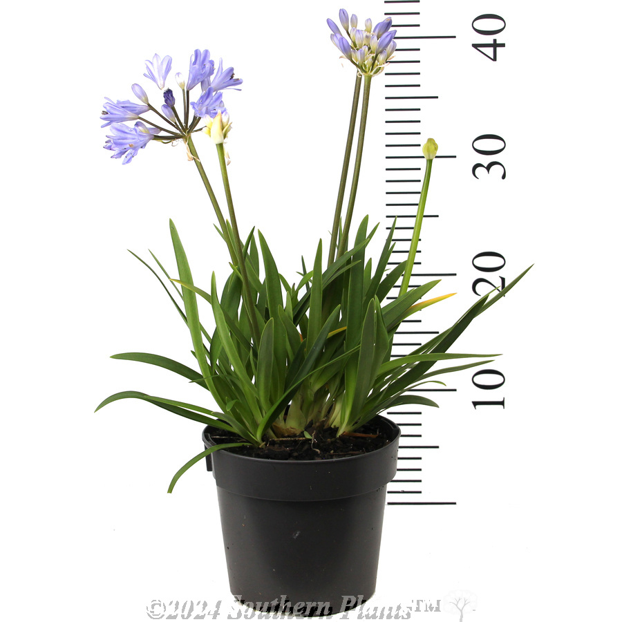 Agapanthus Baby Pete - Reference photo