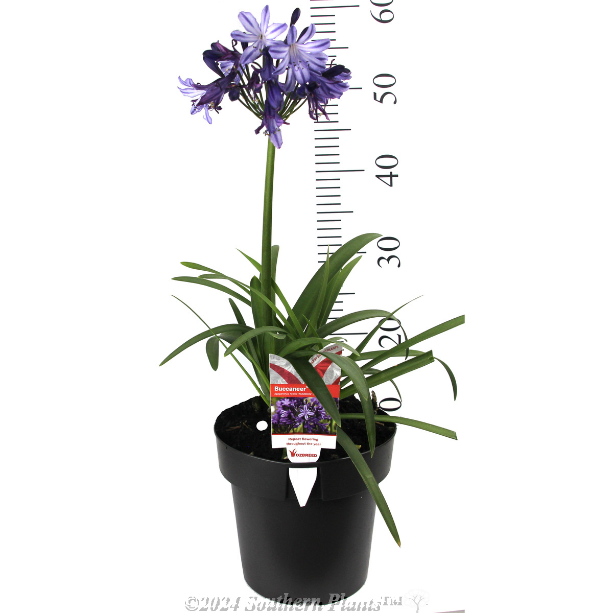 Agapanthus Buccaneer™ - Product photo