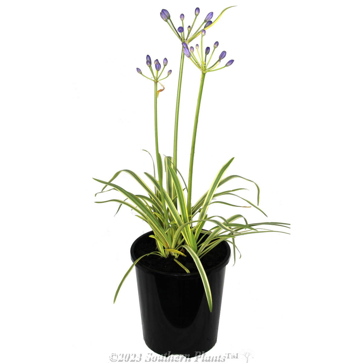 Agapanthus Golden Drop - Alternate photo