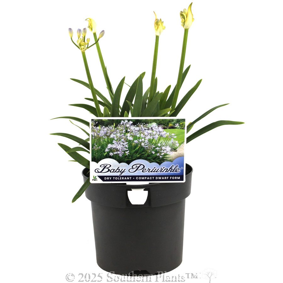 Agapanthus Baby Periwinkle - Plant photo