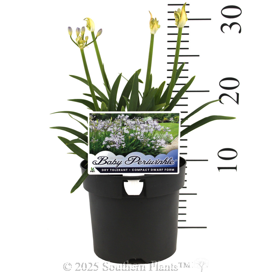 Agapanthus Baby Periwinkle