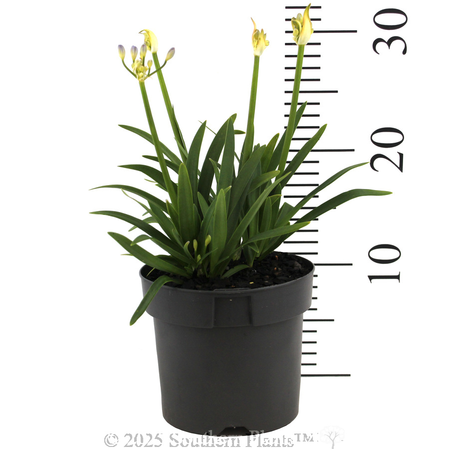 Agapanthus Baby Periwinkle - Reference photo