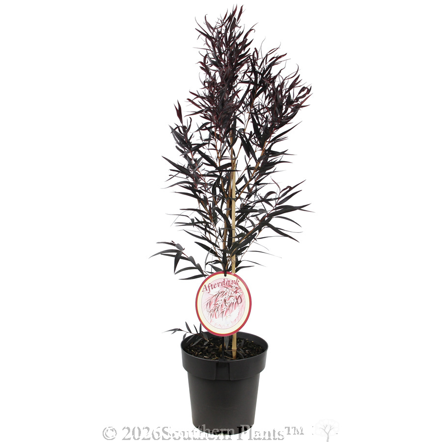 Agonis Afterdark - Plant photo