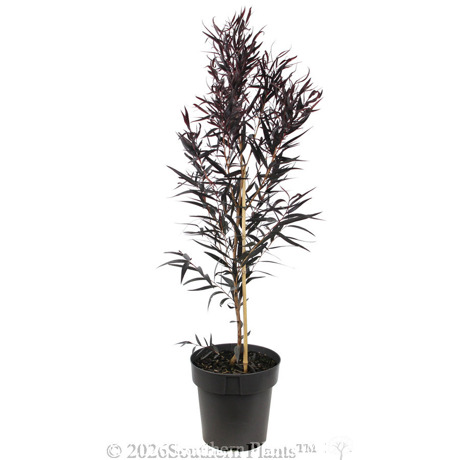 Agonis Afterdark - Alternate photo