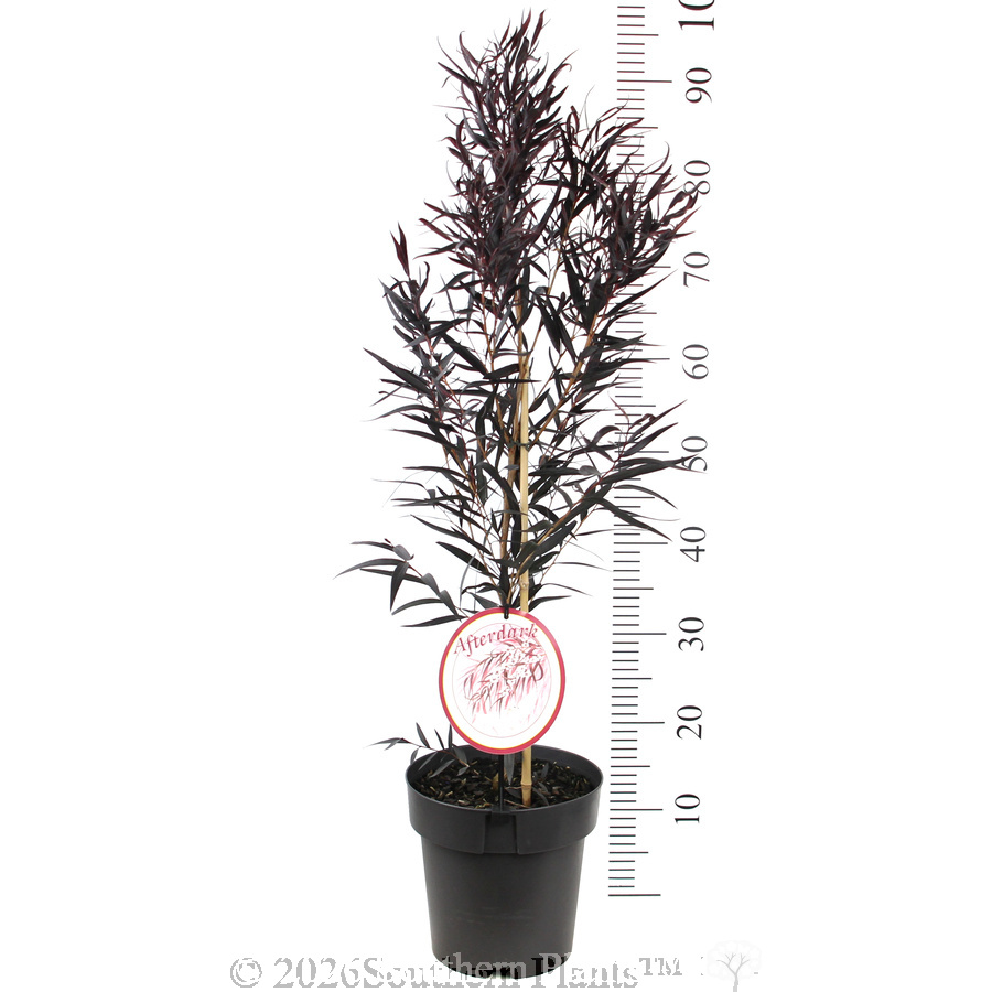 Agonis Afterdark - Product photo