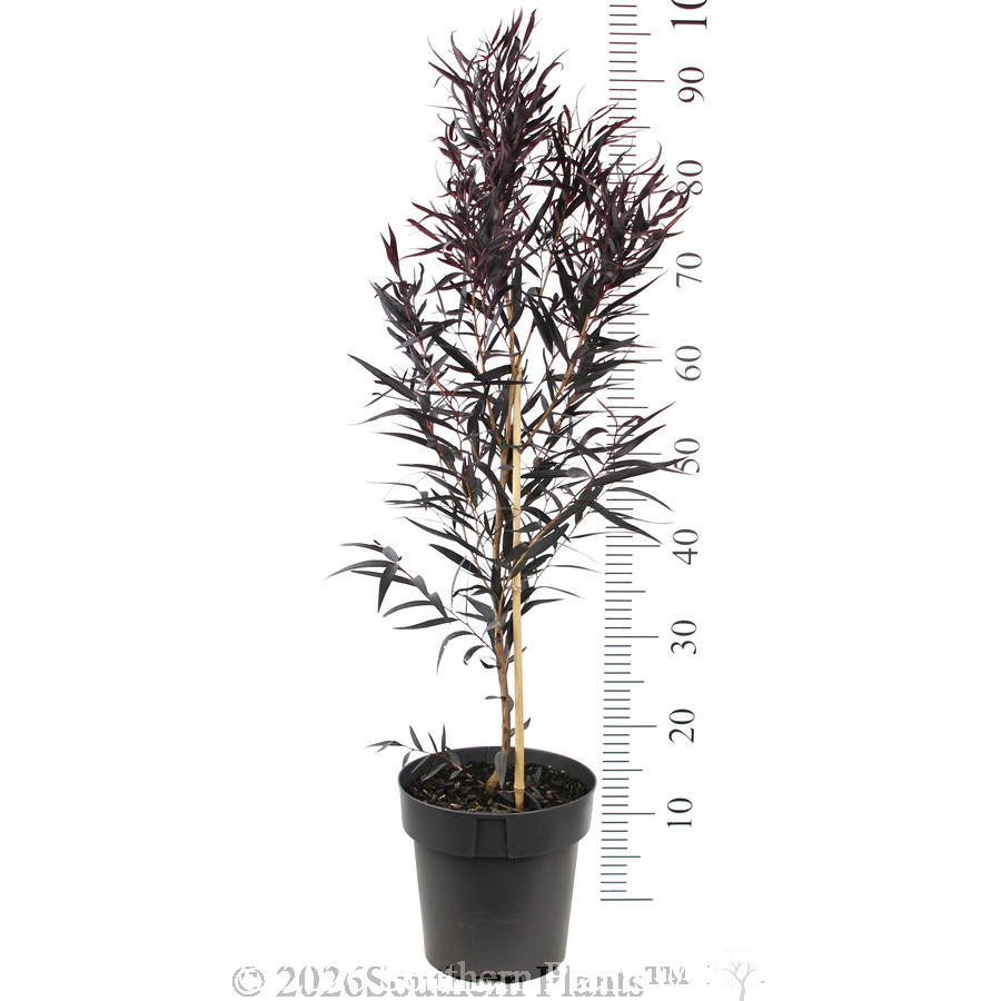 Agonis Afterdark - Reference photo