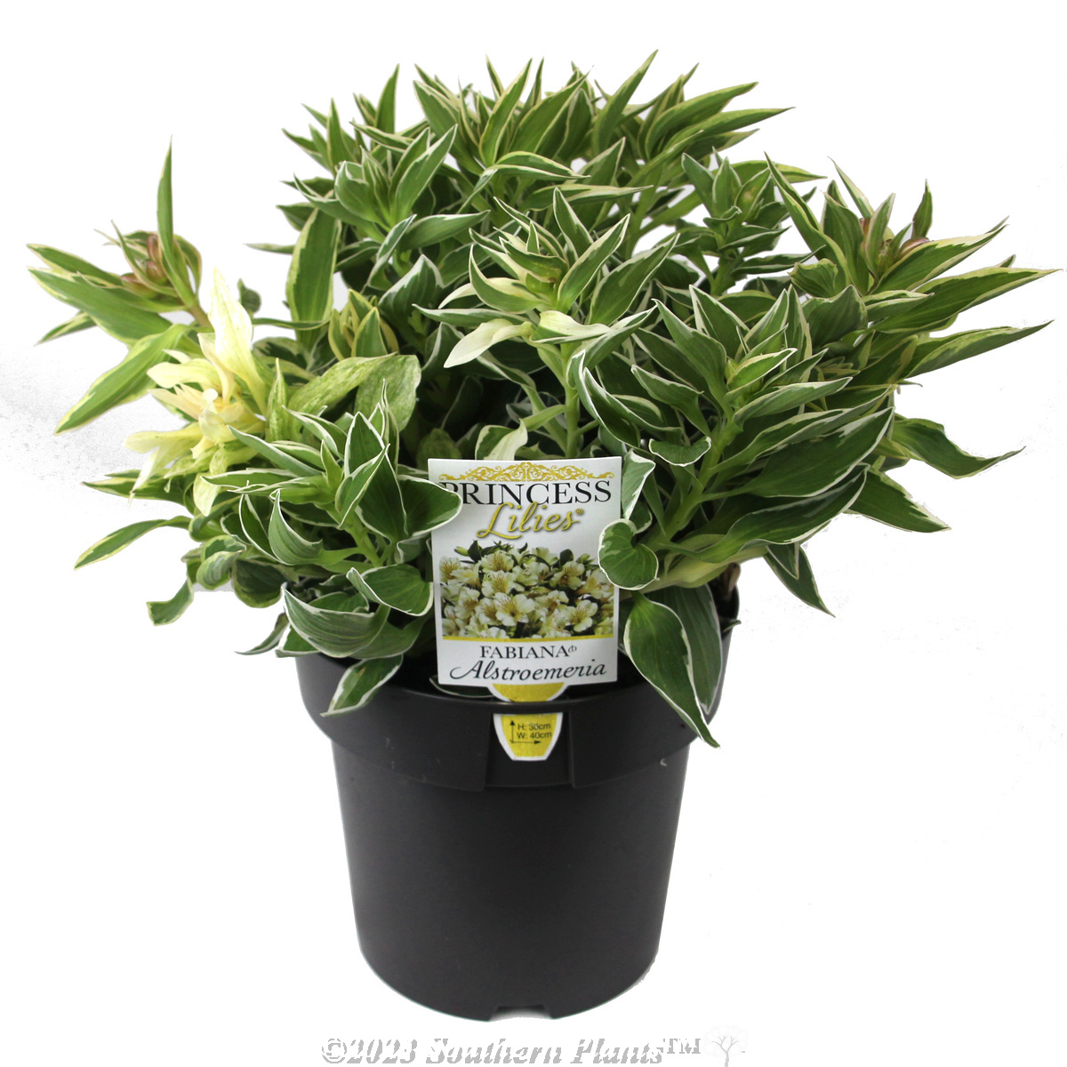 Alstroemeria Princess Lilies® Fabiana - Plant photo