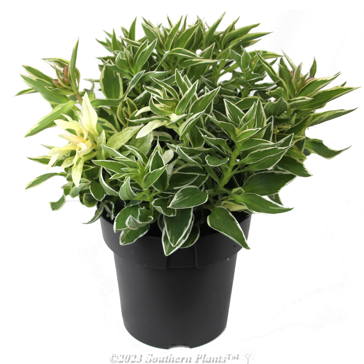 Alstroemeria Princess Lilies® Fabiana