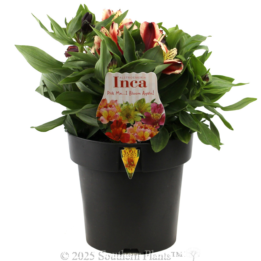 Alstroemeria Inca Assorted - Plant photo