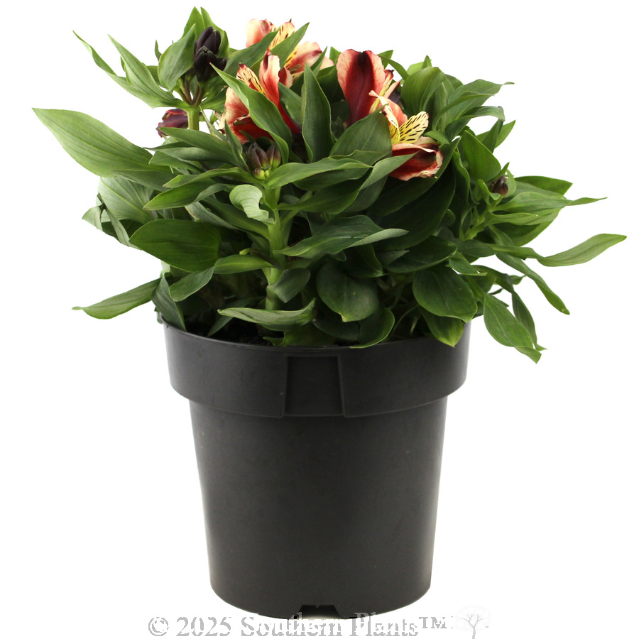 Alstroemeria Inca Assorted - Alternate photo