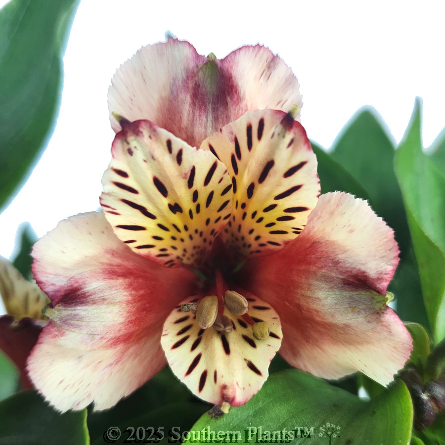 Alstroemeria Inca Assorted