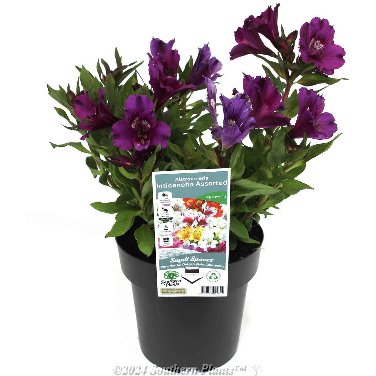 Alstroemeria  Inticancha - Plant photo