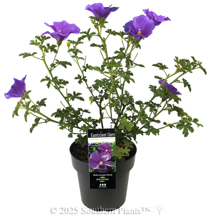 Native Hibiscus - Plant photo