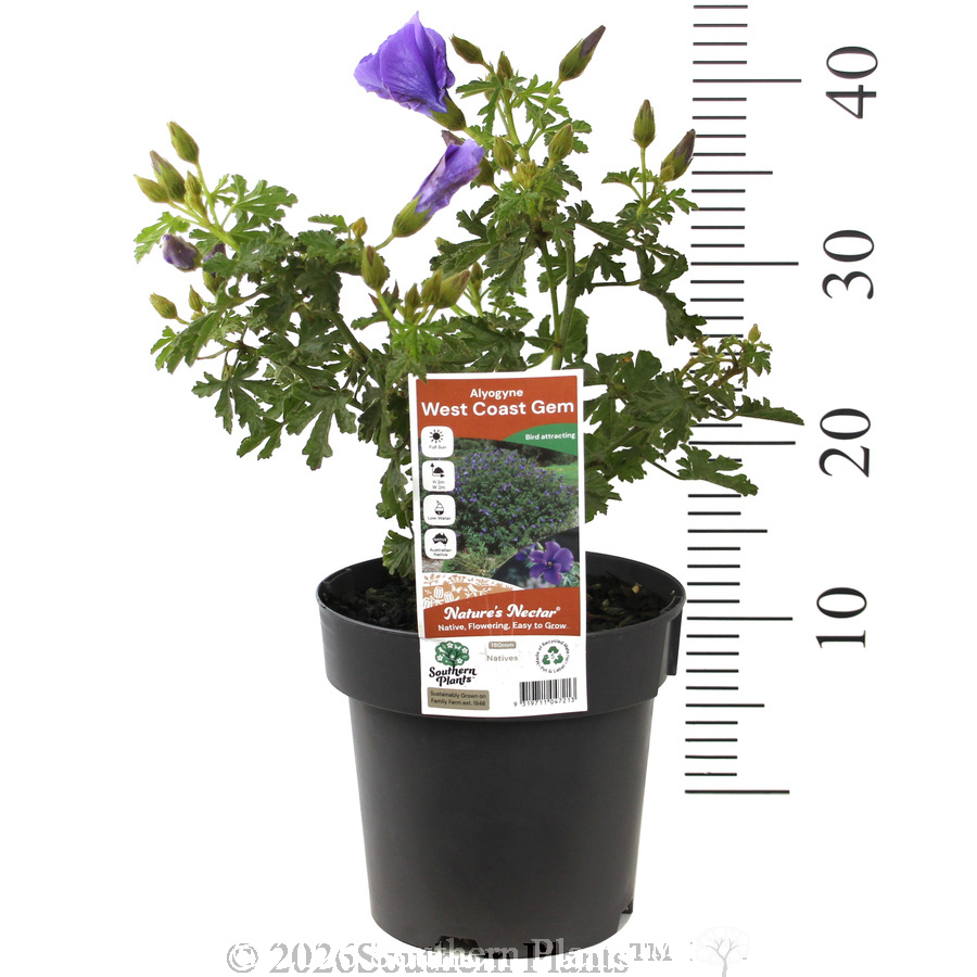 Alyogyne 'West Coast Gem' - Product photo