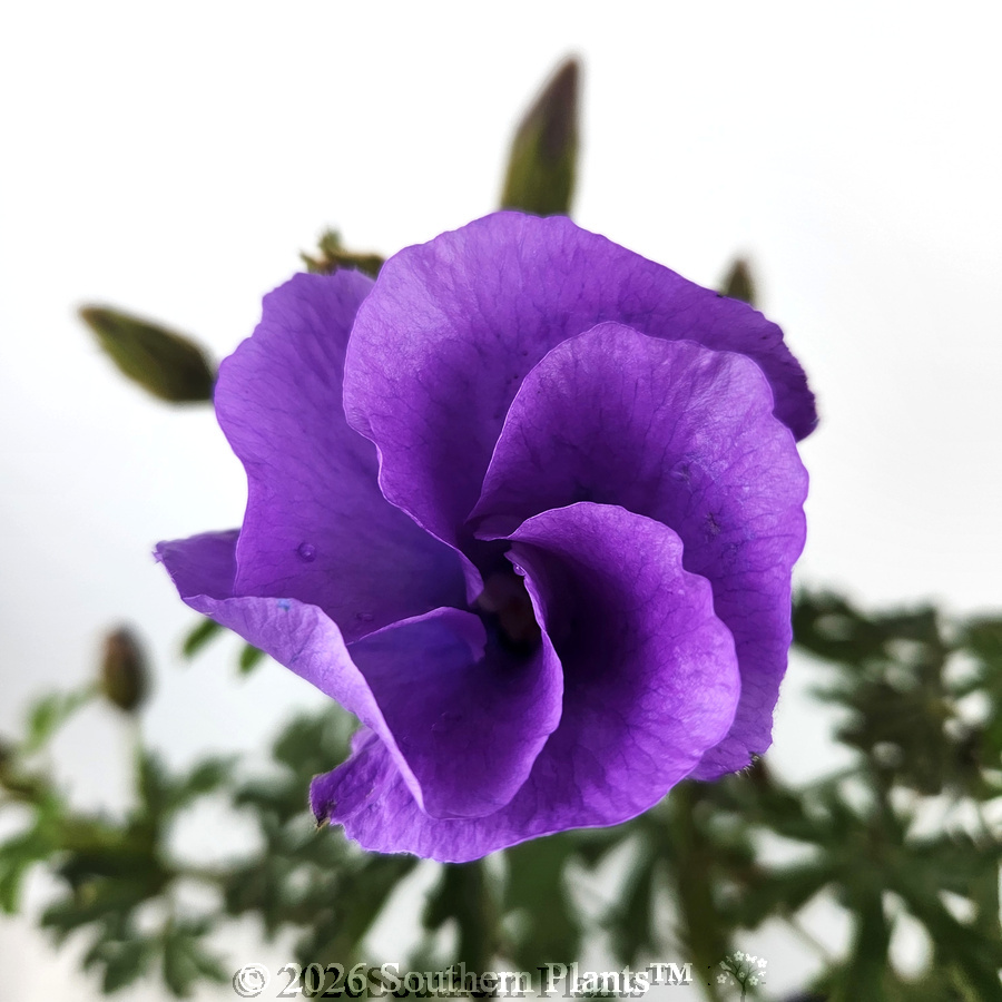 Alyogyne 'West Coast Gem'