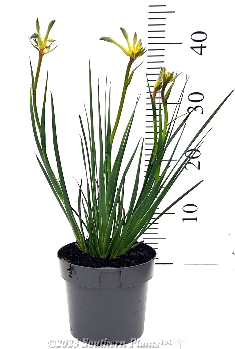 Celebrations® Aussie Spirit Kangaroo Paw