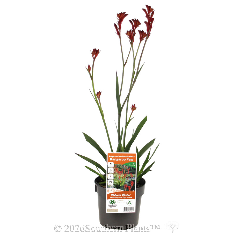 Bush Ballad Kangaroo Paw