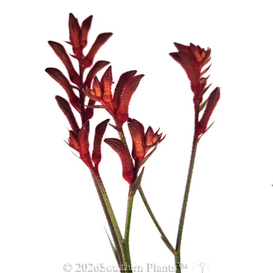 Bush Ballad Kangaroo Paw - Detail