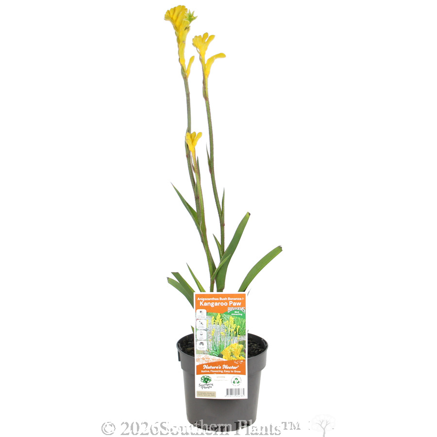 Bush Bonanza Kangaroo Paw - Primary