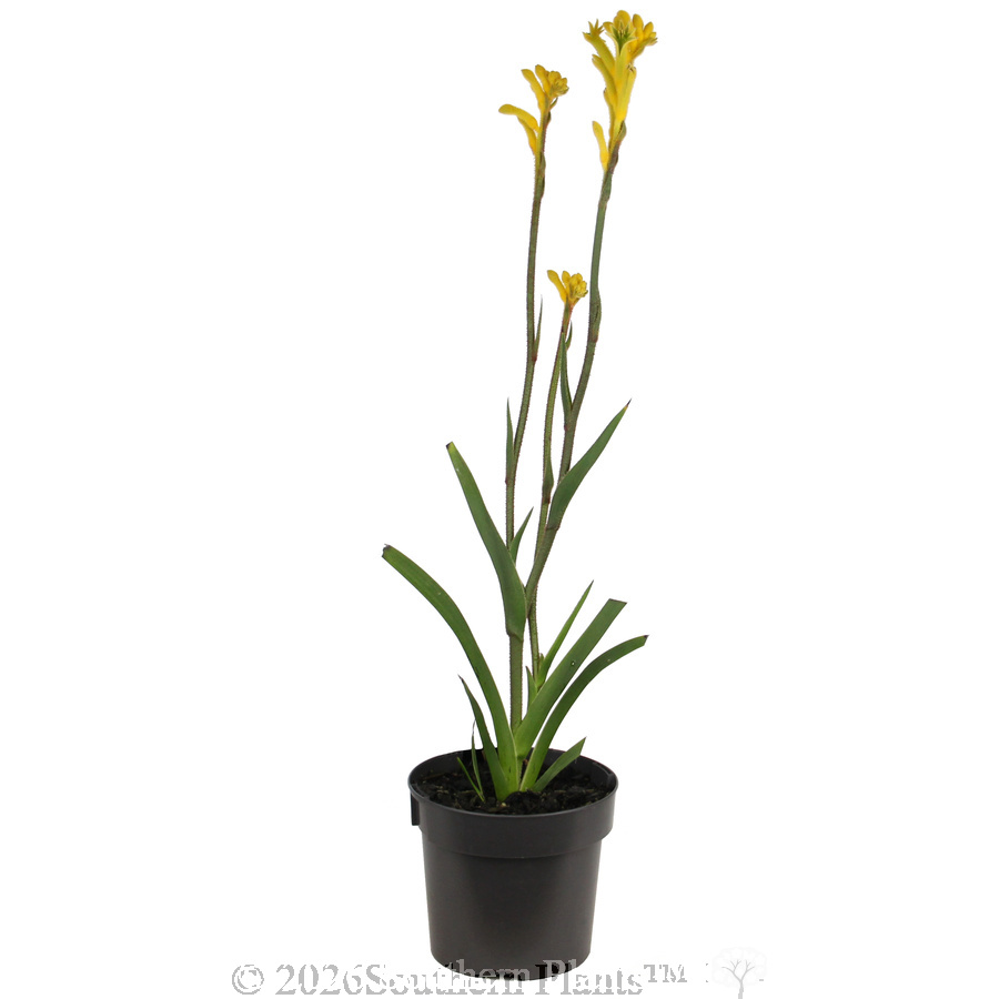 Bush Bonanza Kangaroo Paw - Alt
