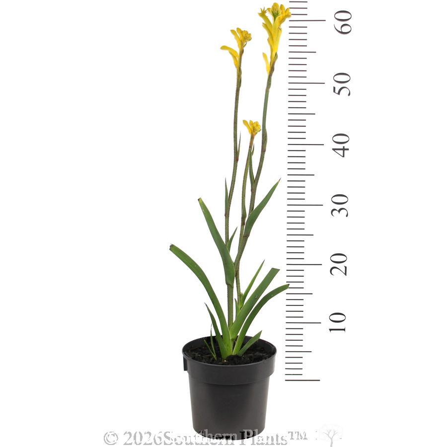 Bush Bonanza Kangaroo Paw - Ruler