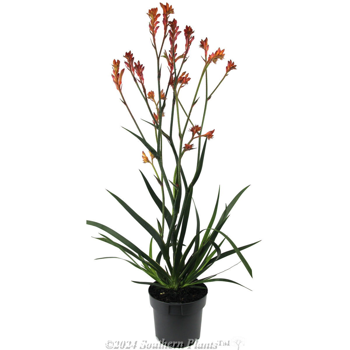 Bush Coral Kangaroo Paw - Alternate photo