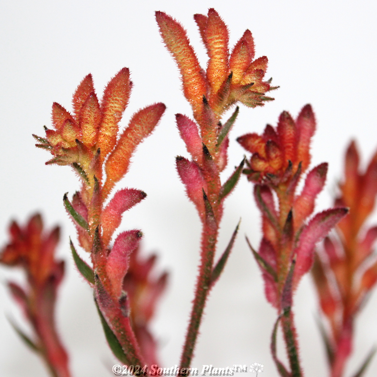 Bush Coral Kangaroo Paw