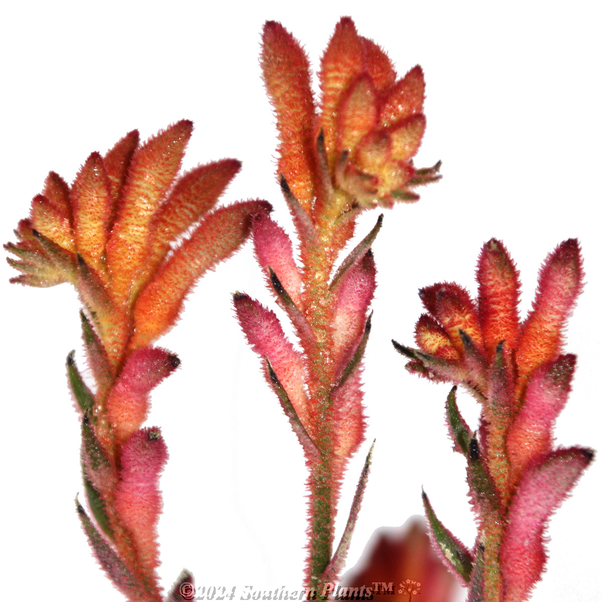 Bush Coral Kangaroo Paw - Reference photo