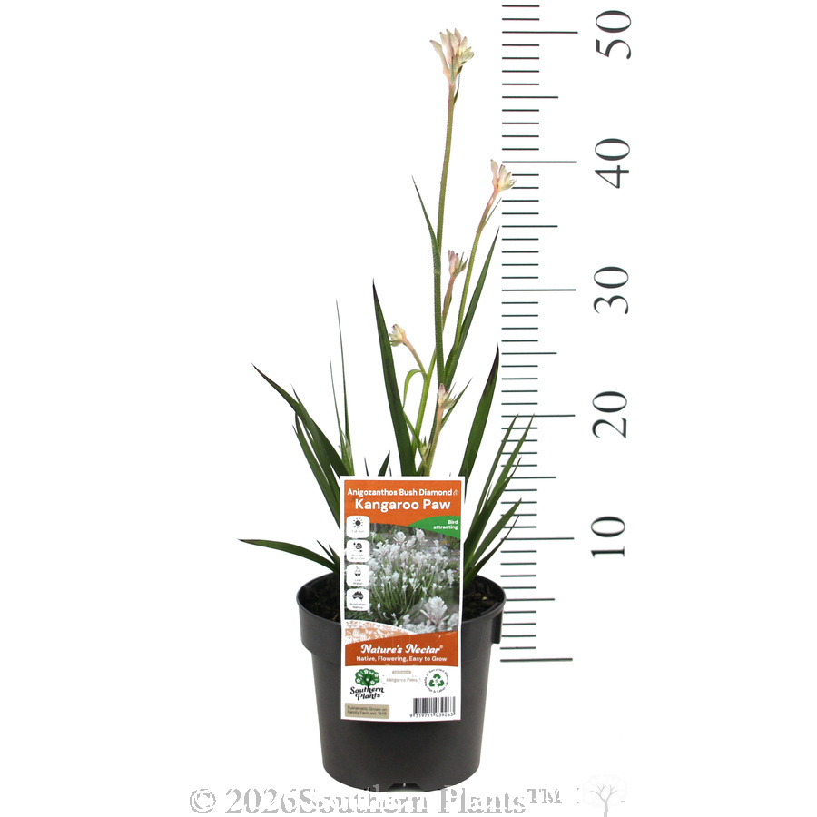 Bush Diamond™ Kangaroo Paw - Product photo