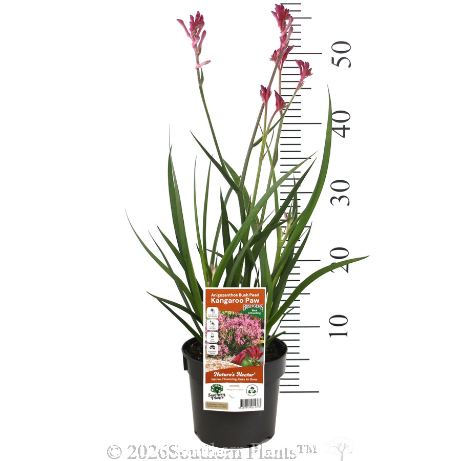 Bush Pearl Kangaroo Paw - Product photo