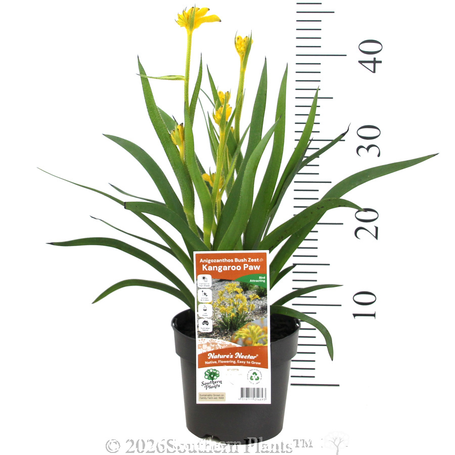 Bush Zest Kangaroo Paw - Product photo