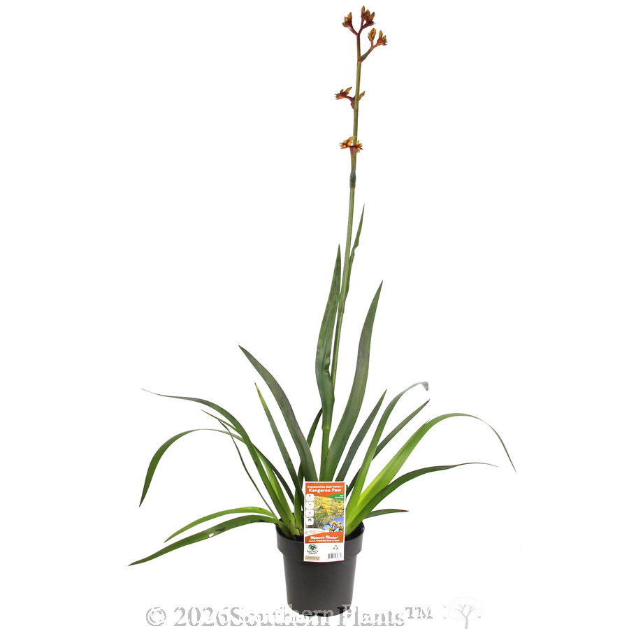 Anigozanthos Gold Velvet - Plant photo