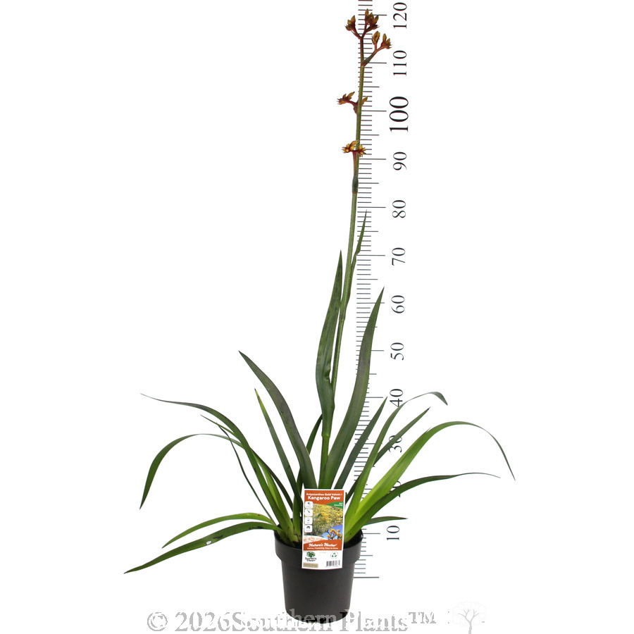 Anigozanthos Gold Velvet - Product photo