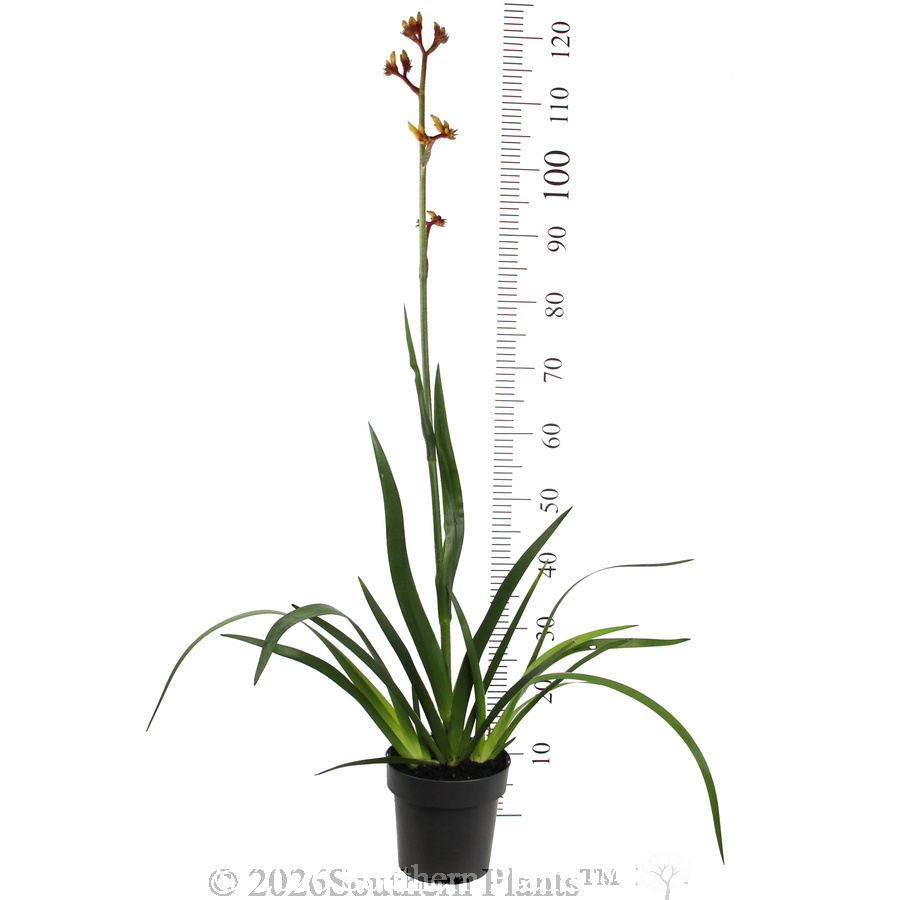 Anigozanthos Gold Velvet - Reference photo