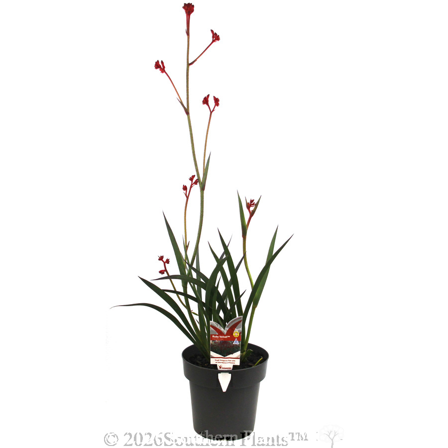 Anigozanthos Ruby Velvet™ - Plant photo