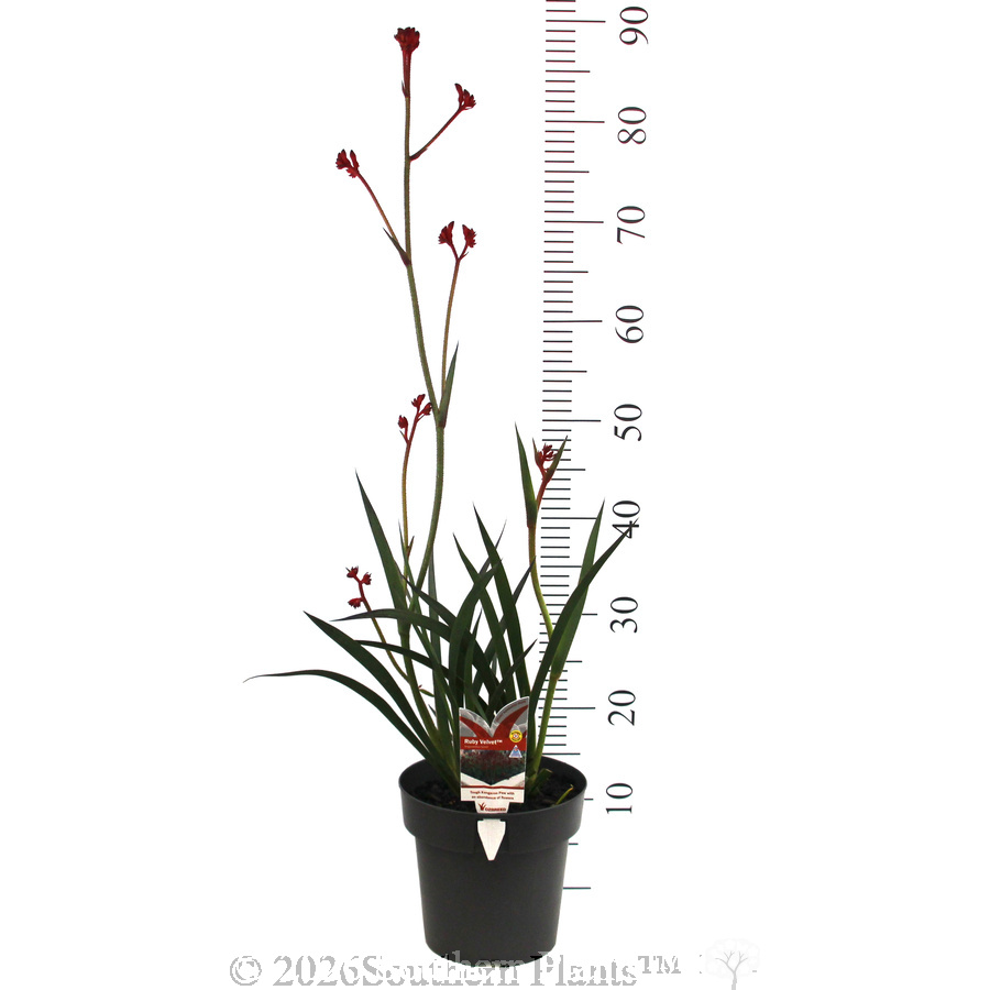 Anigozanthos Ruby Velvet™ - Product photo