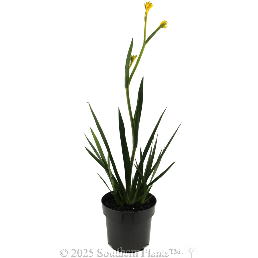 Sunburst Kangaroo Paw - Alternate photo
