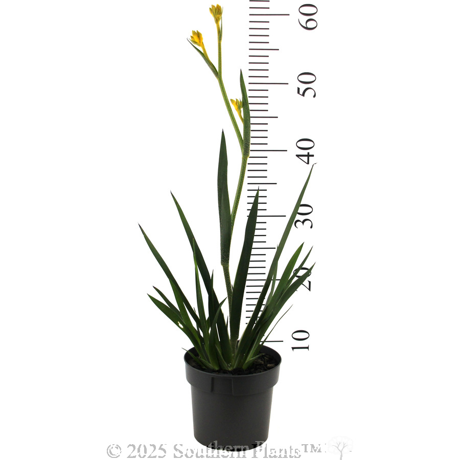 Sunburst Kangaroo Paw - Reference photo