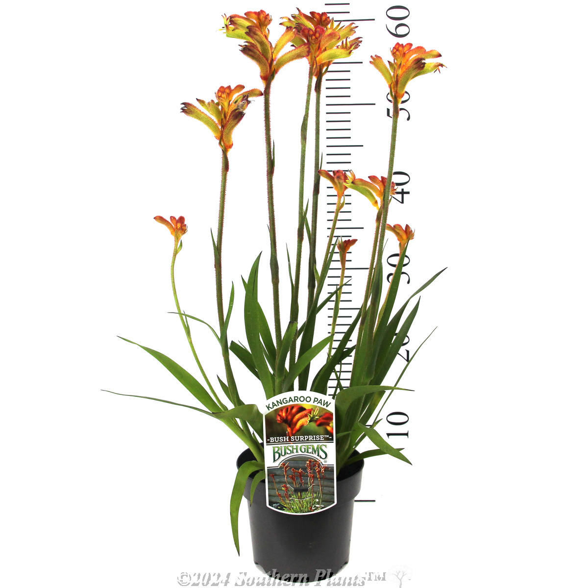 Bush Surprise Kangaroo Paw - Product photo