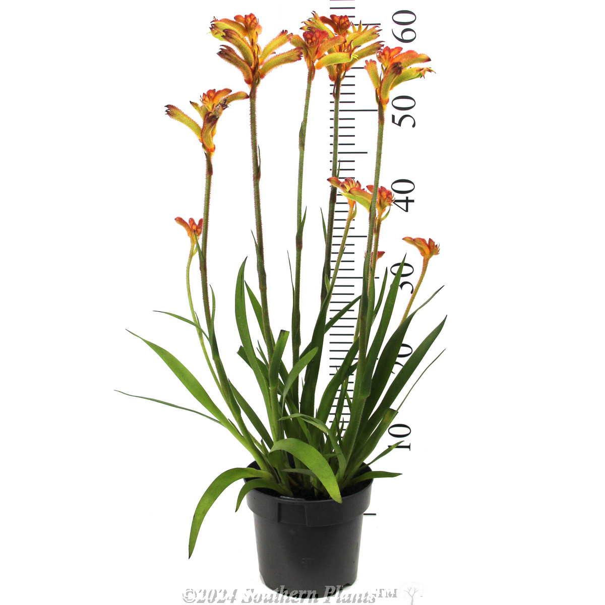 Bush Surprise Kangaroo Paw - Reference photo