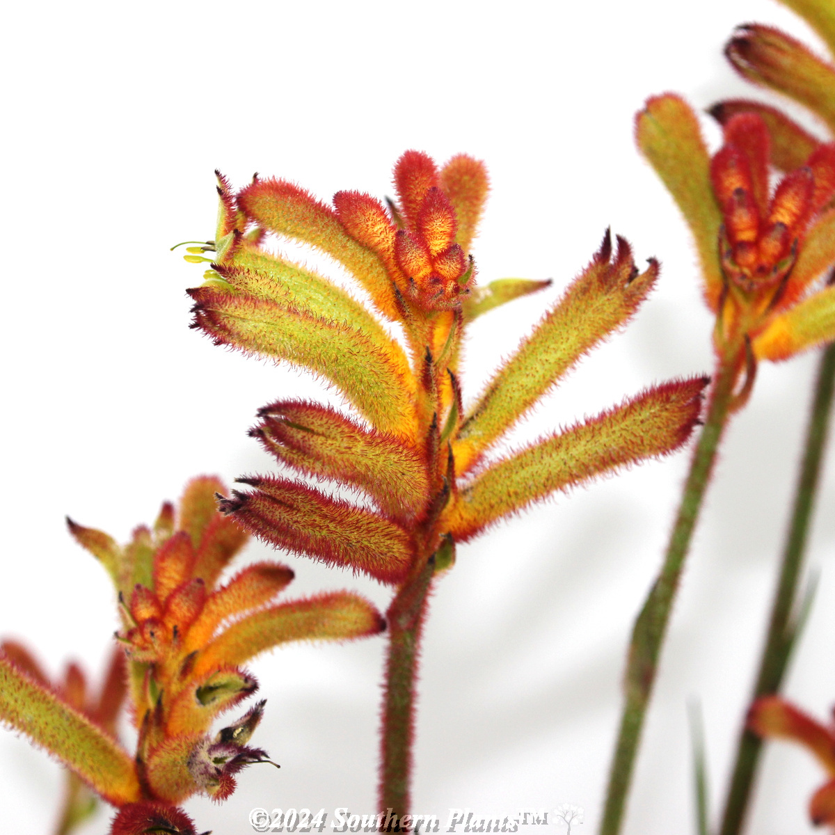 Bush Surprise Kangaroo Paw