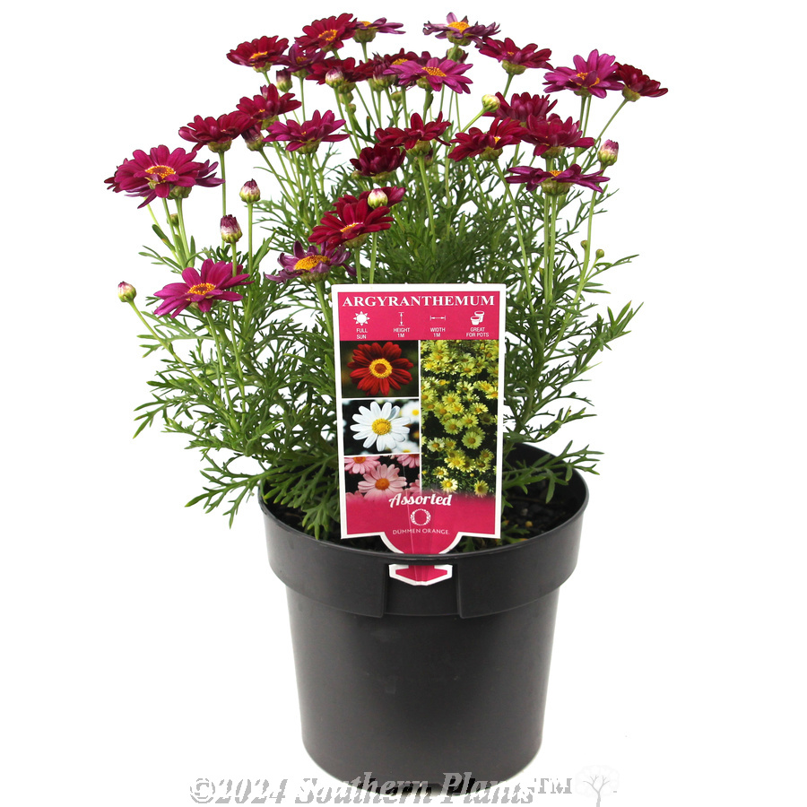 Comet Daisy - Alternate photo