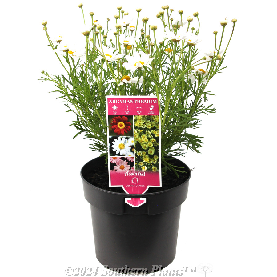 Comet Daisy - Product photo