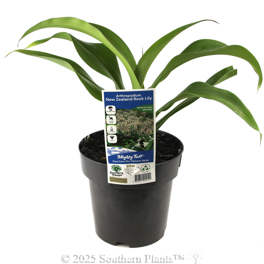 New Zealand Rock Lily