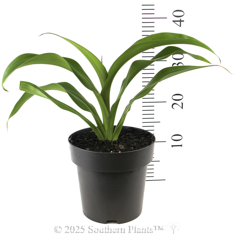 New Zealand Rock Lily - Reference photo