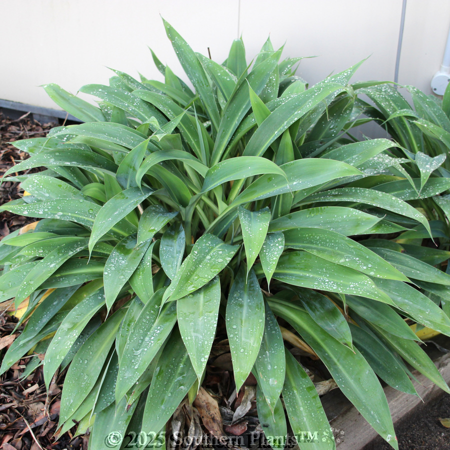 New Zealand Rock Lily